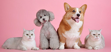 Pet Resources Pet Owner Resources